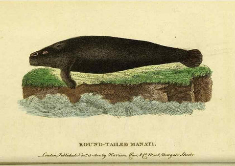 Reproducción/Reproduction 49122561822: The Naturalist's Pocket Magazine or compleat cabinet of the curiosities and beauties of nature.. London.. 