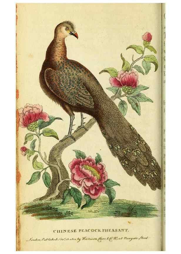 Reproducción/Reproduction 49122562432: The Naturalist's Pocket Magazine or compleat cabinet of the curiosities and beauties of nature.. London.. 