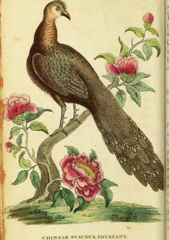 Reproducción/Reproduction 49122562432: The Naturalist's Pocket Magazine or compleat cabinet of the curiosities and beauties of nature.. London.. 