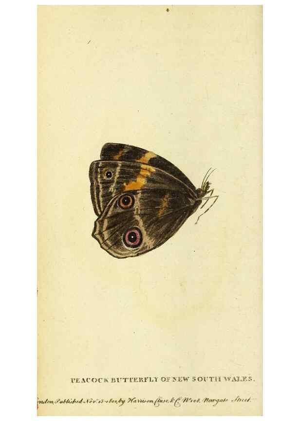 Reproducción/Reproduction 49122375676: The Naturalist's Pocket Magazine or compleat cabinet of the curiosities and beauties of nature.. London.. 