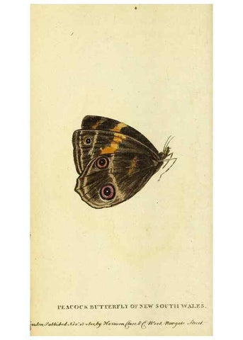 Reproducción/Reproduction 49122375676: The Naturalist's Pocket Magazine or compleat cabinet of the curiosities and beauties of nature.. London.. 