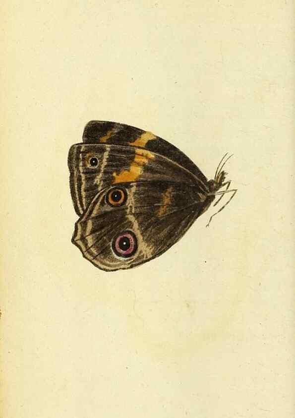 Reproducción/Reproduction 49122375676: The Naturalist's Pocket Magazine or compleat cabinet of the curiosities and beauties of nature.. London.. 