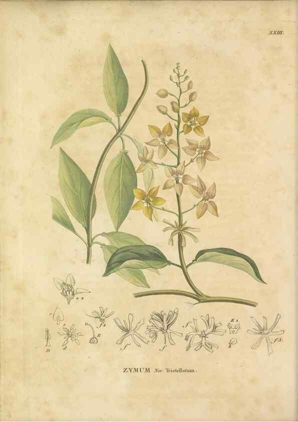 Reproducción/Reproduction 49121637951: Histoire des végétaux recueilles dans les isles australes d'Afrique.. 1806.. 