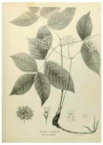 Reproducción/Reproduction 49122648566: A flora of the State of New-York, comprising full descriptions of all the indigenous and naturalized plants hitherto discovered in the state;. Albany,Carroll and Cook, Printers to the Assembly,1843.. 