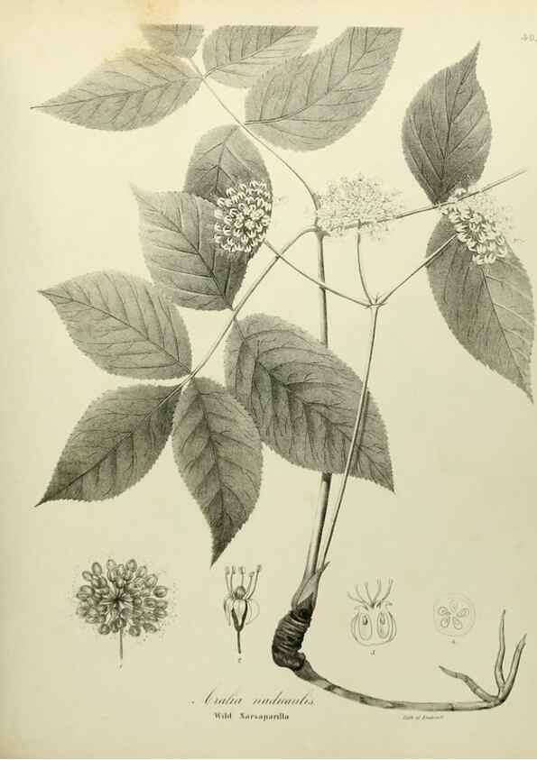 Reproducción/Reproduction 49122648566: A flora of the State of New-York, comprising full descriptions of all the indigenous and naturalized plants hitherto discovered in the state;. Albany,Carroll and Cook, Printers to the Assembly,1843.. 