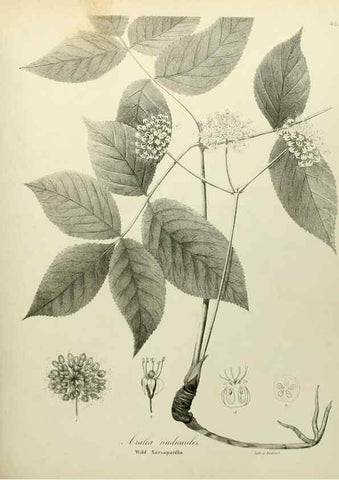 Reproducción/Reproduction 49122648566: A flora of the State of New-York, comprising full descriptions of all the indigenous and naturalized plants hitherto discovered in the state;. Albany,Carroll and Cook, Printers to the Assembly,1843.. 