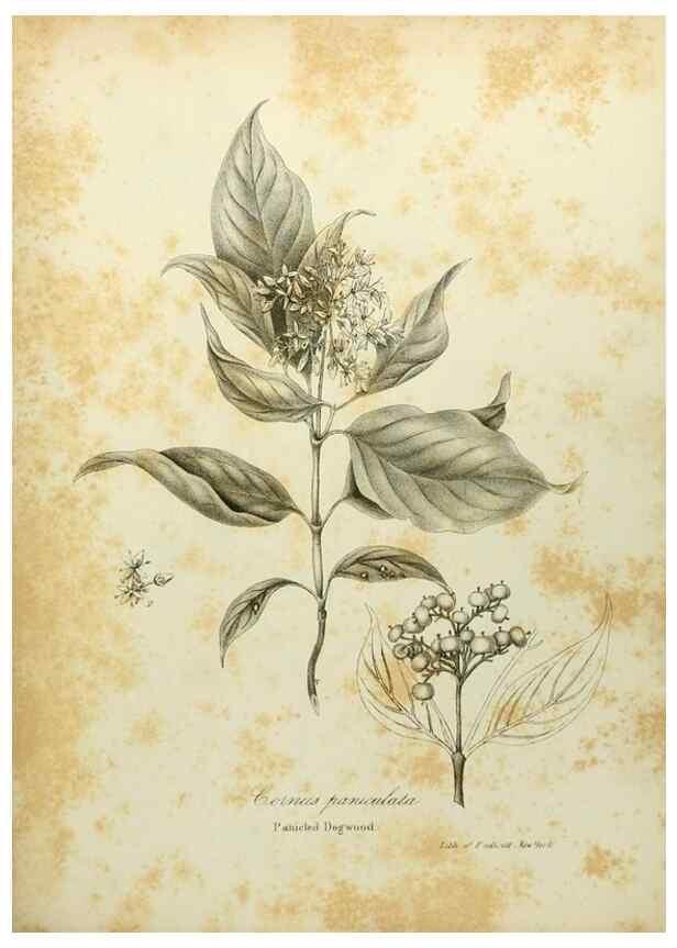Reproducción/Reproduction 49122146298: A flora of the State of New-York, comprising full descriptions of all the indigenous and naturalized plants hitherto discovered in the state;. Albany,Carroll and Cook, Printers to the Assembly,1843.. 