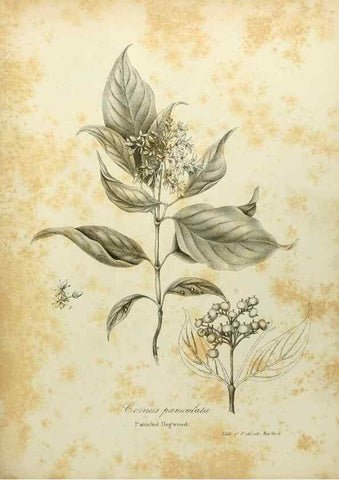 Reproducción/Reproduction 49122146298: A flora of the State of New-York, comprising full descriptions of all the indigenous and naturalized plants hitherto discovered in the state;. Albany,Carroll and Cook, Printers to the Assembly,1843.. 