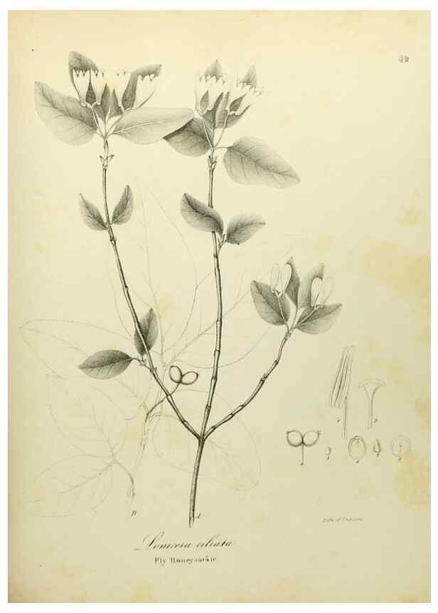Reproducción/Reproduction 49122649126: A flora of the State of New-York, comprising full descriptions of all the indigenous and naturalized plants hitherto discovered in the state;. Albany,Carroll and Cook, Printers to the Assembly,1843.. 