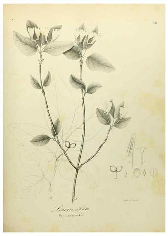 Reproducción/Reproduction 49122649126: A flora of the State of New-York, comprising full descriptions of all the indigenous and naturalized plants hitherto discovered in the state;. Albany,Carroll and Cook, Printers to the Assembly,1843.. 