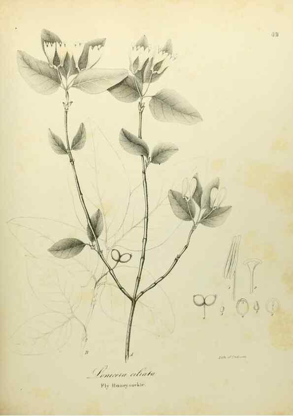 Reproducción/Reproduction 49122649126: A flora of the State of New-York, comprising full descriptions of all the indigenous and naturalized plants hitherto discovered in the state;. Albany,Carroll and Cook, Printers to the Assembly,1843.. 