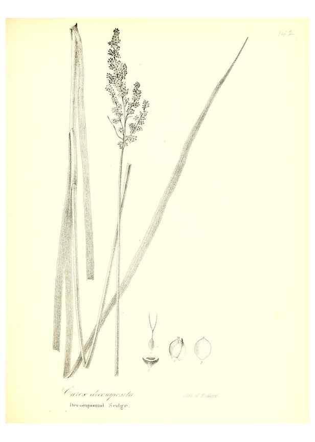 Reproducción/Reproduction 49122455048: A flora of the State of New-York, comprising full descriptions of all the indigenous and naturalized plants hitherto discovered in the state;. Albany,Carroll and Cook, Printers to the Assembly,1843.. 