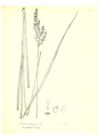 Reproducción/Reproduction 49122455048: A flora of the State of New-York, comprising full descriptions of all the indigenous and naturalized plants hitherto discovered in the state;. Albany,Carroll and Cook, Printers to the Assembly,1843.. 