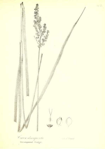 Reproducción/Reproduction 49122455048: A flora of the State of New-York, comprising full descriptions of all the indigenous and naturalized plants hitherto discovered in the state;. Albany,Carroll and Cook, Printers to the Assembly,1843.. 