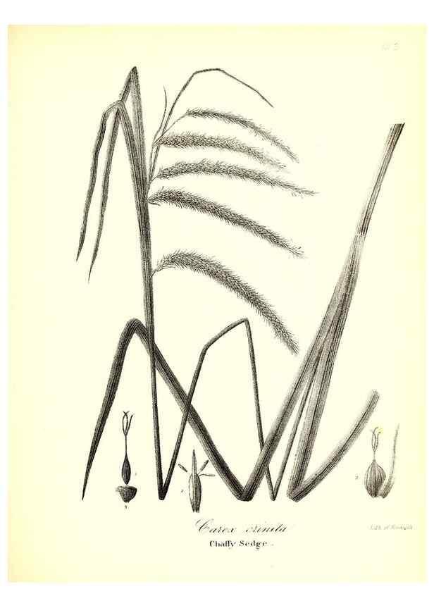 Reproducción/Reproduction 49123144222: A flora of the State of New-York, comprising full descriptions of all the indigenous and naturalized plants hitherto discovered in the state;. Albany,Carroll and Cook, Printers to the Assembly,1843.. 