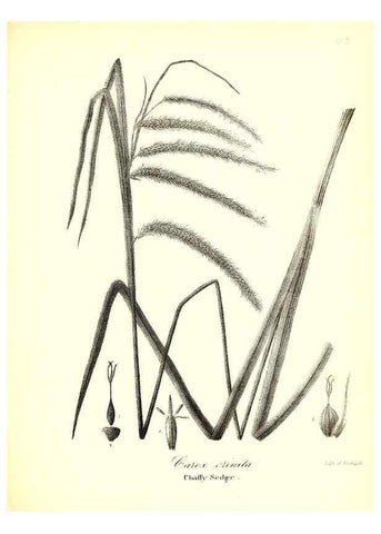 Reproducción/Reproduction 49123144222: A flora of the State of New-York, comprising full descriptions of all the indigenous and naturalized plants hitherto discovered in the state;. Albany,Carroll and Cook, Printers to the Assembly,1843.. 