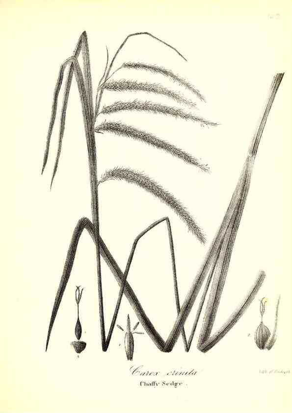 Reproducción/Reproduction 49123144222: A flora of the State of New-York, comprising full descriptions of all the indigenous and naturalized plants hitherto discovered in the state;. Albany,Carroll and Cook, Printers to the Assembly,1843.. 