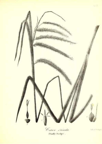 Reproducción/Reproduction 49123144222: A flora of the State of New-York, comprising full descriptions of all the indigenous and naturalized plants hitherto discovered in the state;. Albany,Carroll and Cook, Printers to the Assembly,1843.. 