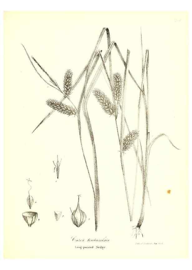 Reproducción/Reproduction 49122455913: A flora of the State of New-York, comprising full descriptions of all the indigenous and naturalized plants hitherto discovered in the state;. Albany,Carroll and Cook, Printers to the Assembly,1843.. 