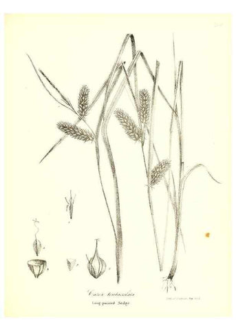 Reproducción/Reproduction 49122455913: A flora of the State of New-York, comprising full descriptions of all the indigenous and naturalized plants hitherto discovered in the state;. Albany,Carroll and Cook, Printers to the Assembly,1843.. 