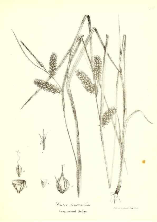 Reproducción/Reproduction 49122455913: A flora of the State of New-York, comprising full descriptions of all the indigenous and naturalized plants hitherto discovered in the state;. Albany,Carroll and Cook, Printers to the Assembly,1843.. 
