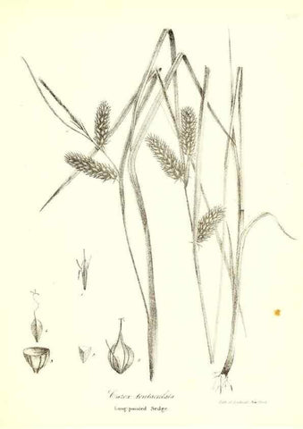Reproducción/Reproduction 49122455913: A flora of the State of New-York, comprising full descriptions of all the indigenous and naturalized plants hitherto discovered in the state;. Albany,Carroll and Cook, Printers to the Assembly,1843.. 