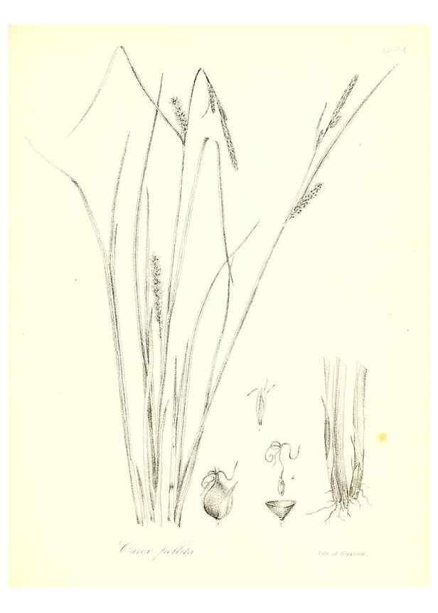 Reproducción/Reproduction 49122957821: A flora of the State of New-York, comprising full descriptions of all the indigenous and naturalized plants hitherto discovered in the state;. Albany,Carroll and Cook, Printers to the Assembly,1843.. 