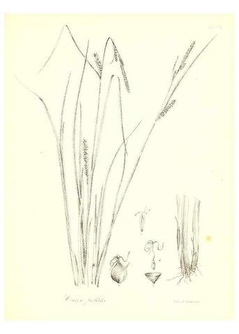 Reproducción/Reproduction 49122957821: A flora of the State of New-York, comprising full descriptions of all the indigenous and naturalized plants hitherto discovered in the state;. Albany,Carroll and Cook, Printers to the Assembly,1843.. 