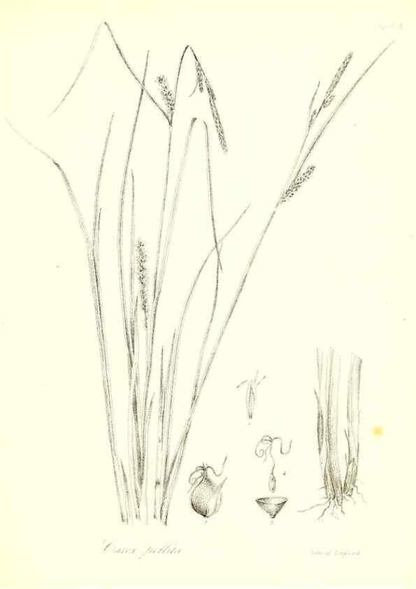 Reproducción/Reproduction 49122957821: A flora of the State of New-York, comprising full descriptions of all the indigenous and naturalized plants hitherto discovered in the state;. Albany,Carroll and Cook, Printers to the Assembly,1843.. 