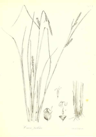 Reproducción/Reproduction 49122957821: A flora of the State of New-York, comprising full descriptions of all the indigenous and naturalized plants hitherto discovered in the state;. Albany,Carroll and Cook, Printers to the Assembly,1843.. 