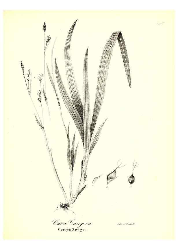 Reproducción/Reproduction 49122456813: A flora of the State of New-York, comprising full descriptions of all the indigenous and naturalized plants hitherto discovered in the state;. Albany,Carroll and Cook, Printers to the Assembly,1843.. 