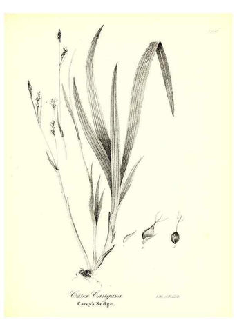 Reproducción/Reproduction 49122456813: A flora of the State of New-York, comprising full descriptions of all the indigenous and naturalized plants hitherto discovered in the state;. Albany,Carroll and Cook, Printers to the Assembly,1843.. 