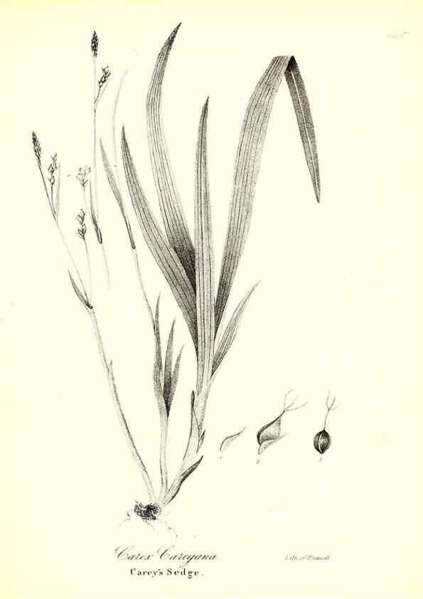 Reproducción/Reproduction 49122456813: A flora of the State of New-York, comprising full descriptions of all the indigenous and naturalized plants hitherto discovered in the state;. Albany,Carroll and Cook, Printers to the Assembly,1843.. 