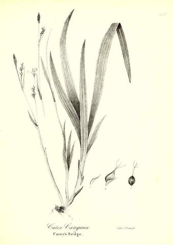 Reproducción/Reproduction 49122456813: A flora of the State of New-York, comprising full descriptions of all the indigenous and naturalized plants hitherto discovered in the state;. Albany,Carroll and Cook, Printers to the Assembly,1843.. 