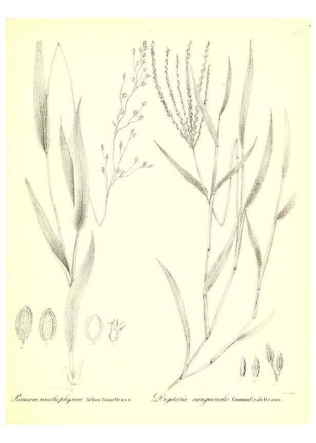 Reproducción/Reproduction 49123145957: A flora of the State of New-York, comprising full descriptions of all the indigenous and naturalized plants hitherto discovered in the state;. Albany,Carroll and Cook, Printers to the Assembly,1843.. 