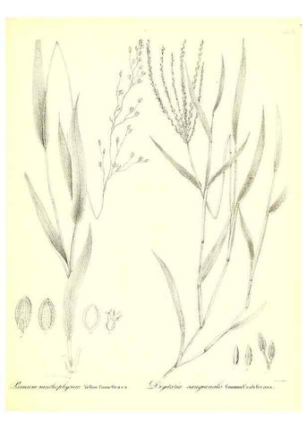 Reproducción/Reproduction 49123145957: A flora of the State of New-York, comprising full descriptions of all the indigenous and naturalized plants hitherto discovered in the state;. Albany,Carroll and Cook, Printers to the Assembly,1843.. 