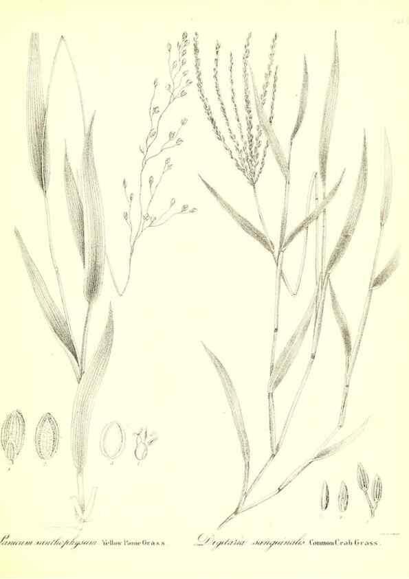 Reproducción/Reproduction 49123145957: A flora of the State of New-York, comprising full descriptions of all the indigenous and naturalized plants hitherto discovered in the state;. Albany,Carroll and Cook, Printers to the Assembly,1843.. 