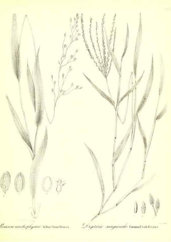 Reproducción/Reproduction 49123145957: A flora of the State of New-York, comprising full descriptions of all the indigenous and naturalized plants hitherto discovered in the state;. Albany,Carroll and Cook, Printers to the Assembly,1843.. 