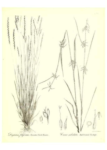 Reproducción/Reproduction 49123146312: A flora of the State of New-York, comprising full descriptions of all the indigenous and naturalized plants hitherto discovered in the state;. Albany,Carroll and Cook, Printers to the Assembly,1843.. 