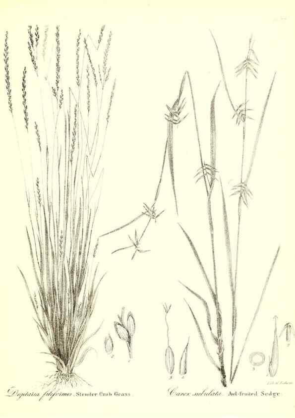 Reproducción/Reproduction 49123146312: A flora of the State of New-York, comprising full descriptions of all the indigenous and naturalized plants hitherto discovered in the state;. Albany,Carroll and Cook, Printers to the Assembly,1843.. 
