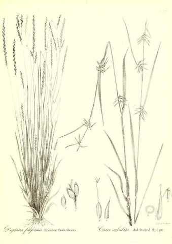 Reproducción/Reproduction 49123146312: A flora of the State of New-York, comprising full descriptions of all the indigenous and naturalized plants hitherto discovered in the state;. Albany,Carroll and Cook, Printers to the Assembly,1843.. 