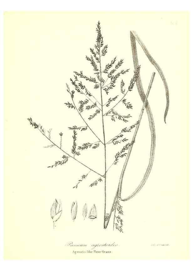 Reproducción/Reproduction 49122959456: A flora of the State of New-York, comprising full descriptions of all the indigenous and naturalized plants hitherto discovered in the state;. Albany,Carroll and Cook, Printers to the Assembly,1843.. 