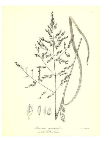 Reproducción/Reproduction 49122959456: A flora of the State of New-York, comprising full descriptions of all the indigenous and naturalized plants hitherto discovered in the state;. Albany,Carroll and Cook, Printers to the Assembly,1843.. 