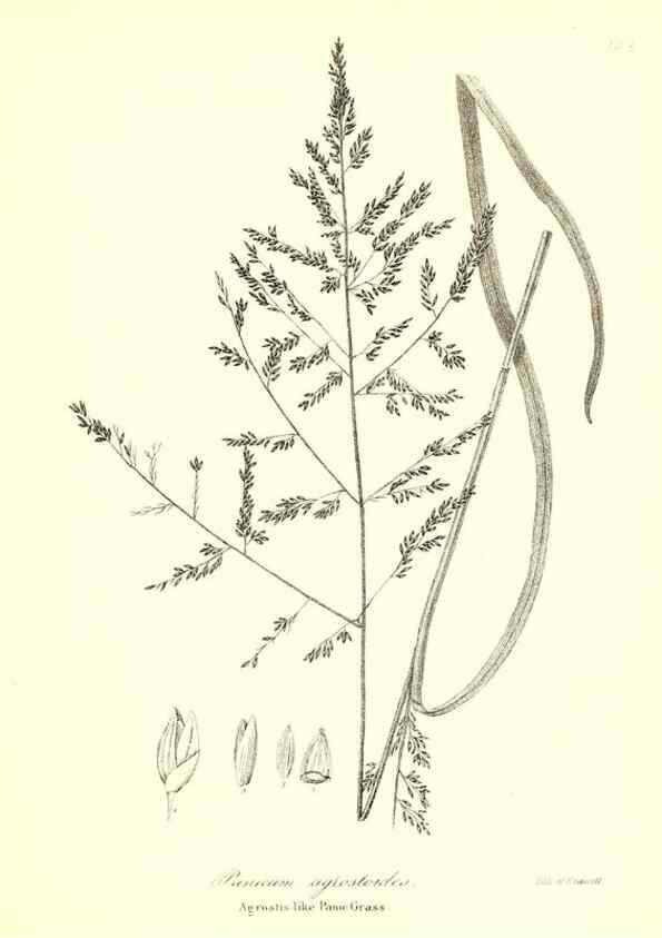 Reproducción/Reproduction 49122959456: A flora of the State of New-York, comprising full descriptions of all the indigenous and naturalized plants hitherto discovered in the state;. Albany,Carroll and Cook, Printers to the Assembly,1843.. 