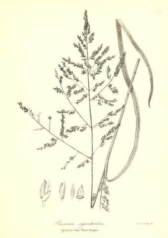 Reproducción/Reproduction 49122959456: A flora of the State of New-York, comprising full descriptions of all the indigenous and naturalized plants hitherto discovered in the state;. Albany,Carroll and Cook, Printers to the Assembly,1843.. 