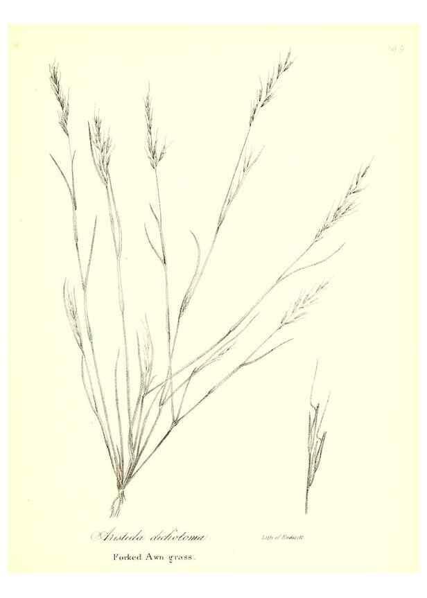 Reproducción/Reproduction 49122458258: A flora of the State of New-York, comprising full descriptions of all the indigenous and naturalized plants hitherto discovered in the state;. Albany,Carroll and Cook, Printers to the Assembly,1843.. 