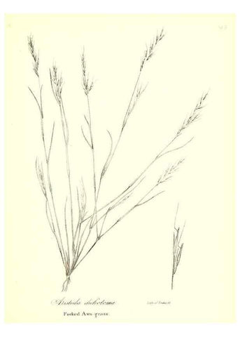 Reproducción/Reproduction 49122458258: A flora of the State of New-York, comprising full descriptions of all the indigenous and naturalized plants hitherto discovered in the state;. Albany,Carroll and Cook, Printers to the Assembly,1843.. 