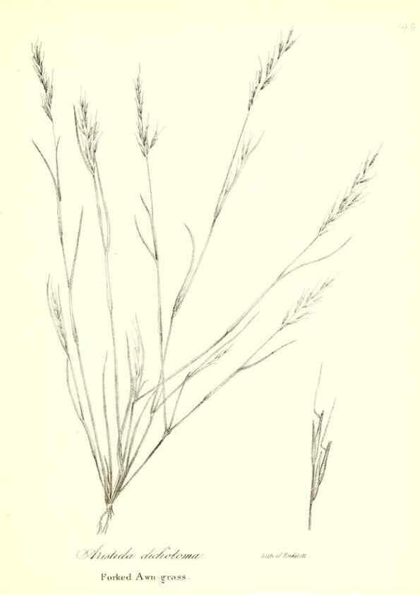 Reproducción/Reproduction 49122458258: A flora of the State of New-York, comprising full descriptions of all the indigenous and naturalized plants hitherto discovered in the state;. Albany,Carroll and Cook, Printers to the Assembly,1843.. 
