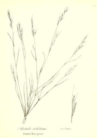 Reproducción/Reproduction 49122458258: A flora of the State of New-York, comprising full descriptions of all the indigenous and naturalized plants hitherto discovered in the state;. Albany,Carroll and Cook, Printers to the Assembly,1843.. 