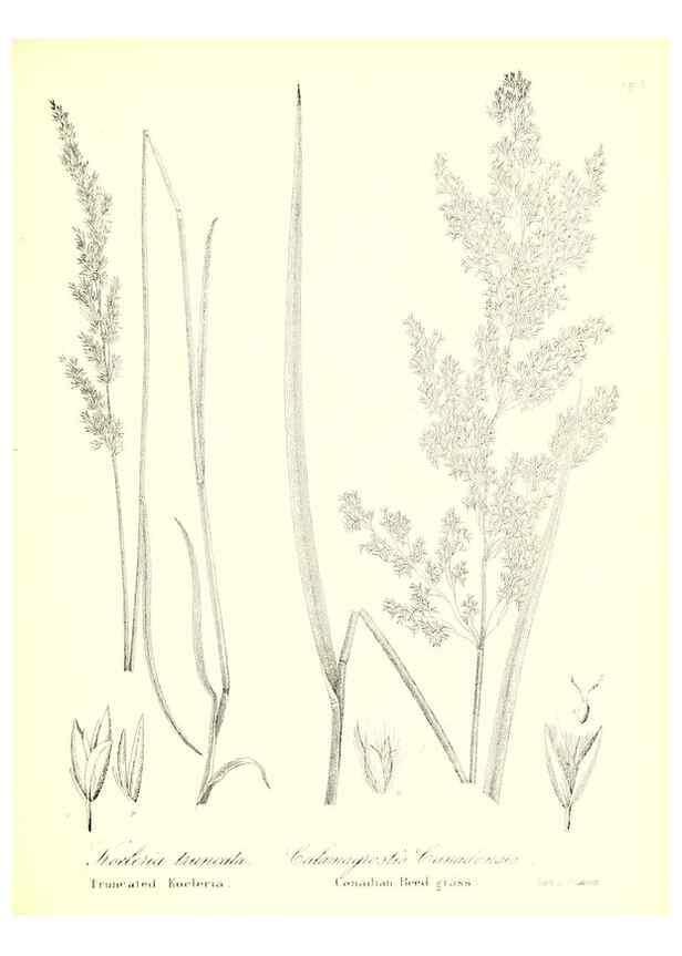 Reproducción/Reproduction 49122458608: A flora of the State of New-York, comprising full descriptions of all the indigenous and naturalized plants hitherto discovered in the state;. Albany,Carroll and Cook, Printers to the Assembly,1843.. 
